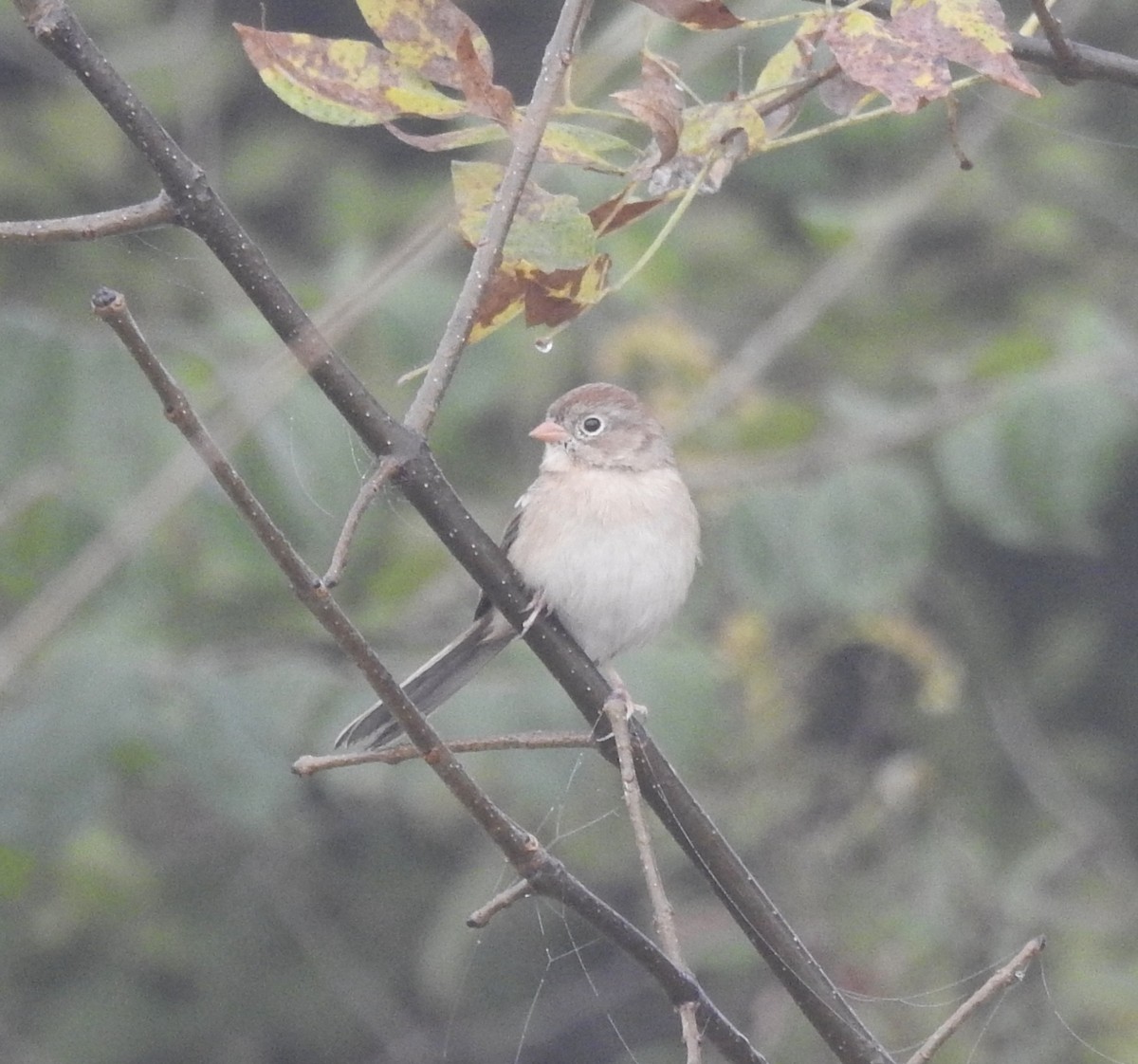 Field Sparrow - ML643570198