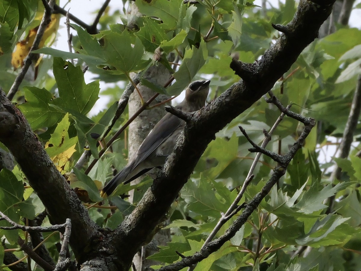 Cedar Waxwing - ML643570205
