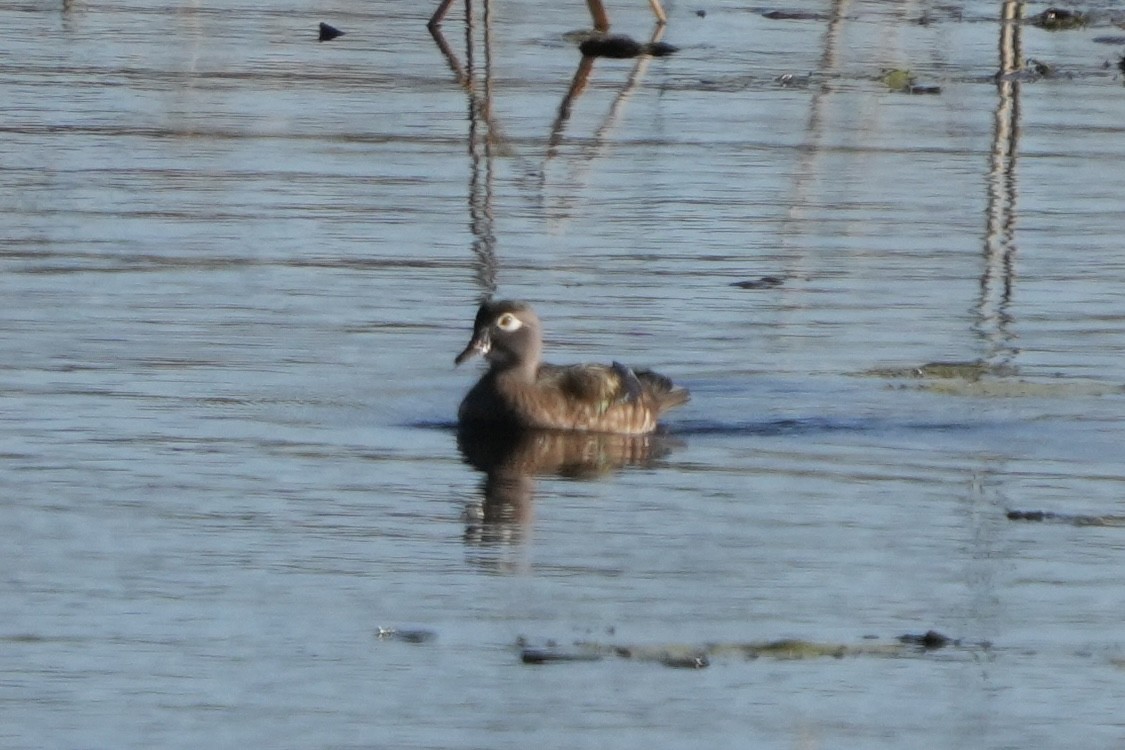 Wood Duck - ML643570212
