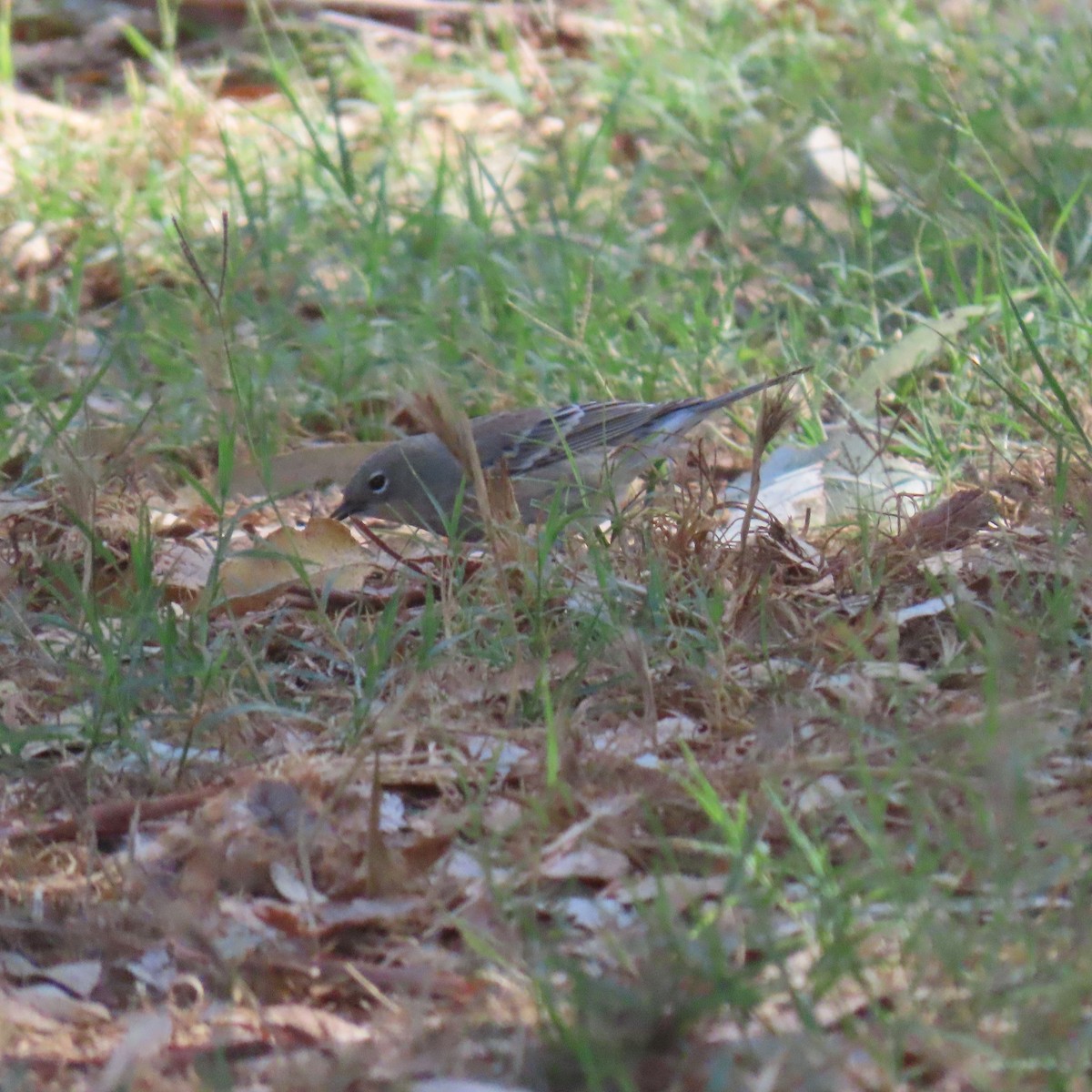 Yellow-rumped Warbler - ML643570219