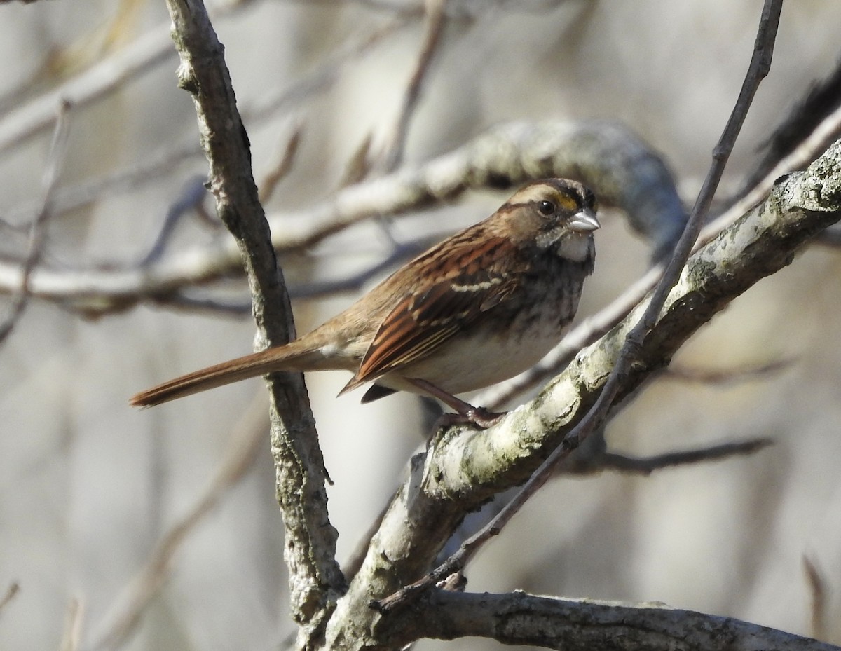 White-throated Sparrow - ML643570232