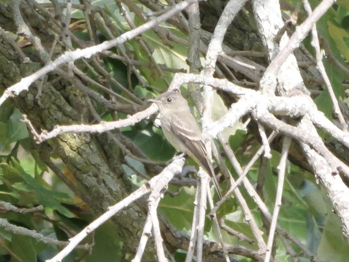 Eastern Wood-Pewee - ML643570235