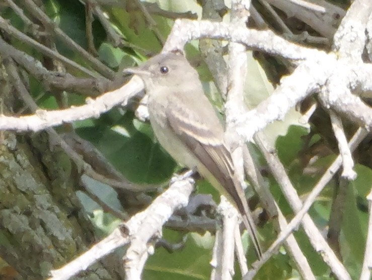 Eastern Wood-Pewee - ML643570236