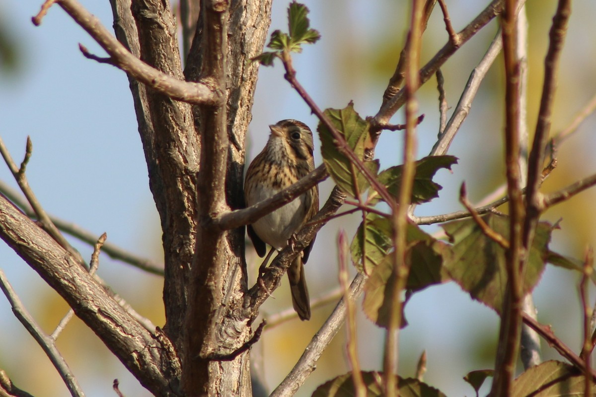 Lincoln's Sparrow - ML643570244