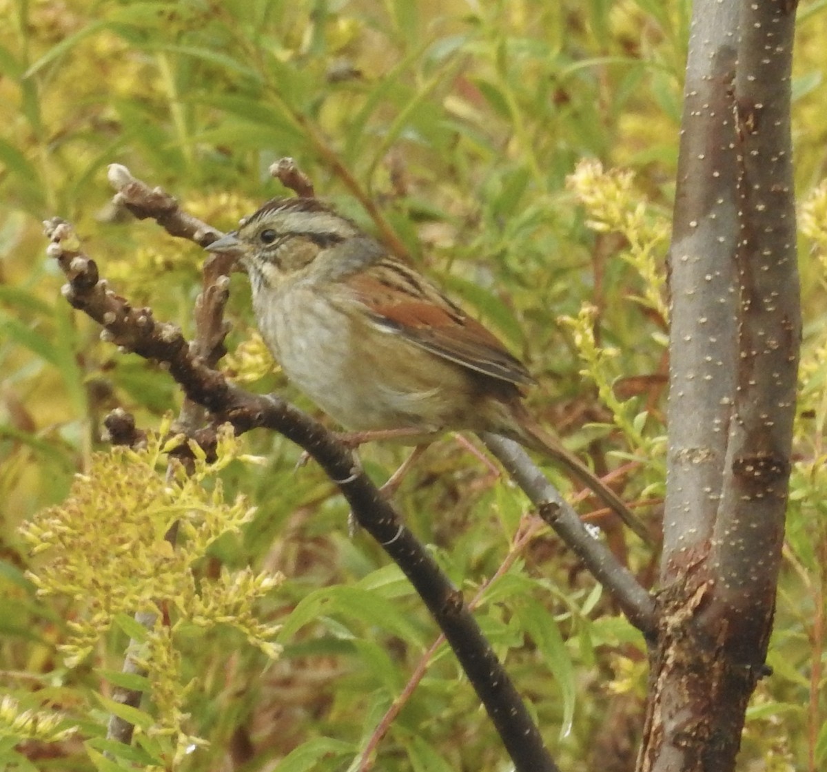 Swamp Sparrow - ML643570246