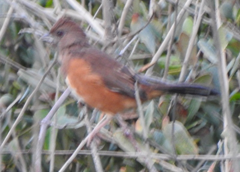 ワキアカトウヒチョウ - ML643570249