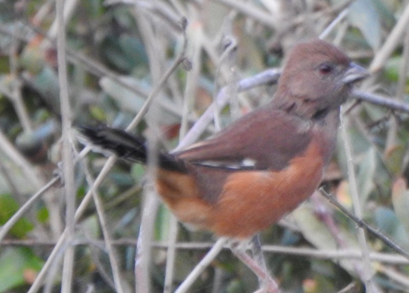 ワキアカトウヒチョウ - ML643570252