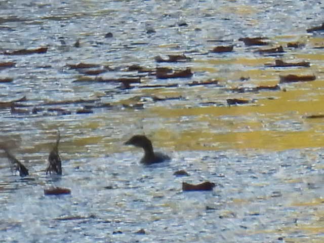 Pied-billed Grebe - ML643570258