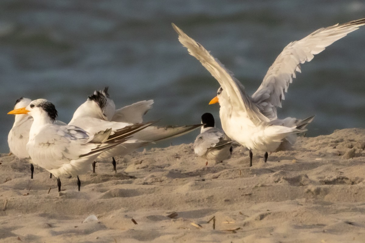 Common Tern - ML643570259