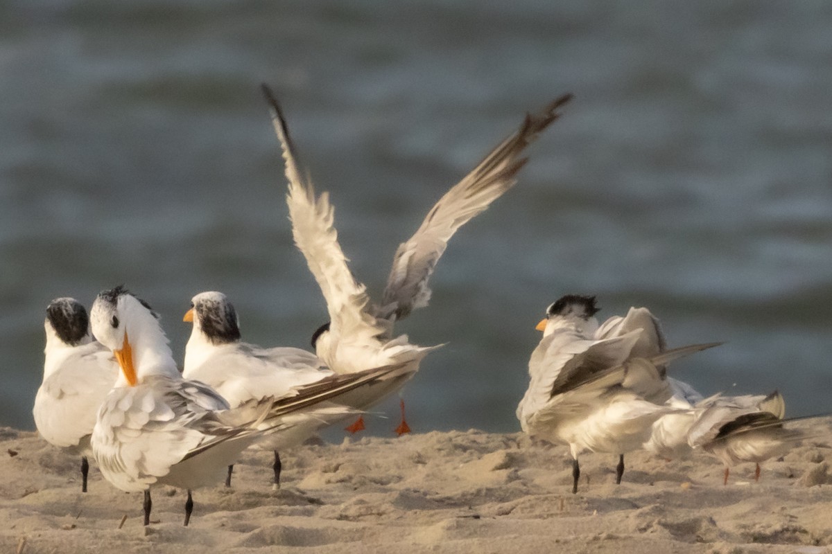 Common Tern - ML643570264