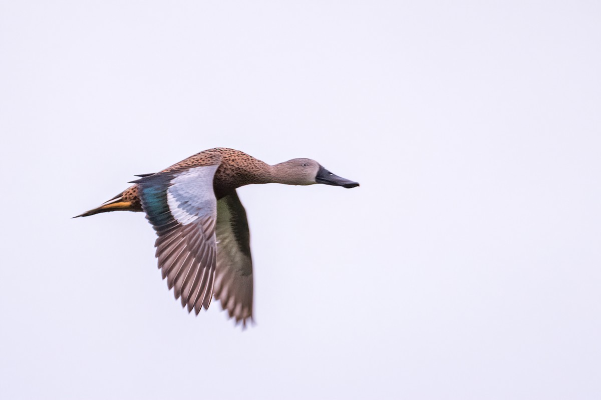 Red Shoveler - ML643570268