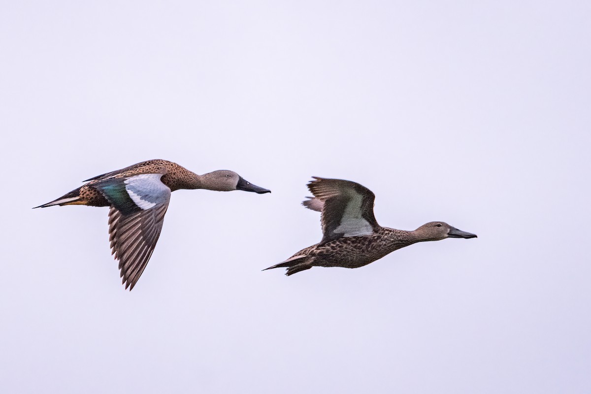 Red Shoveler - ML643570269