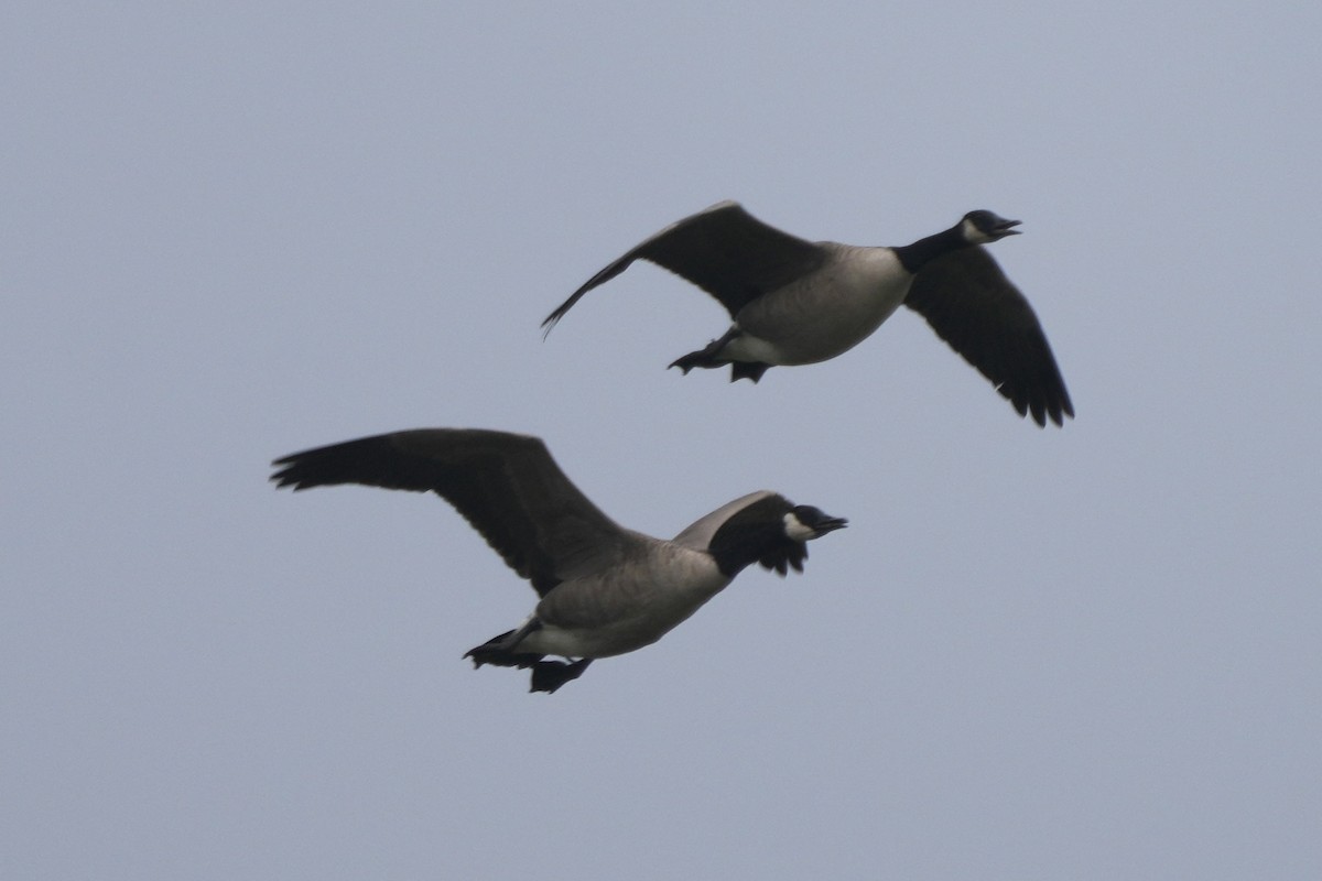 Canada Goose - ML643570284