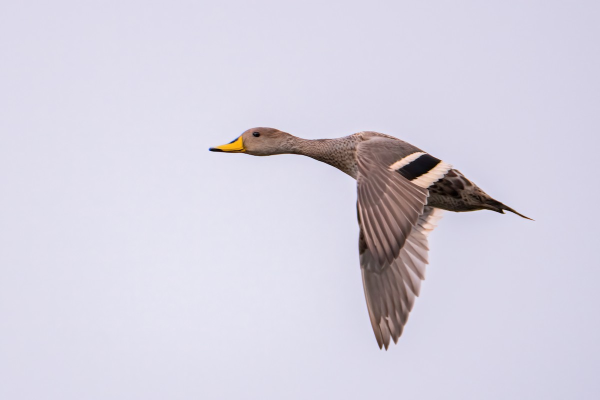 Yellow-billed Pintail - ML643570287