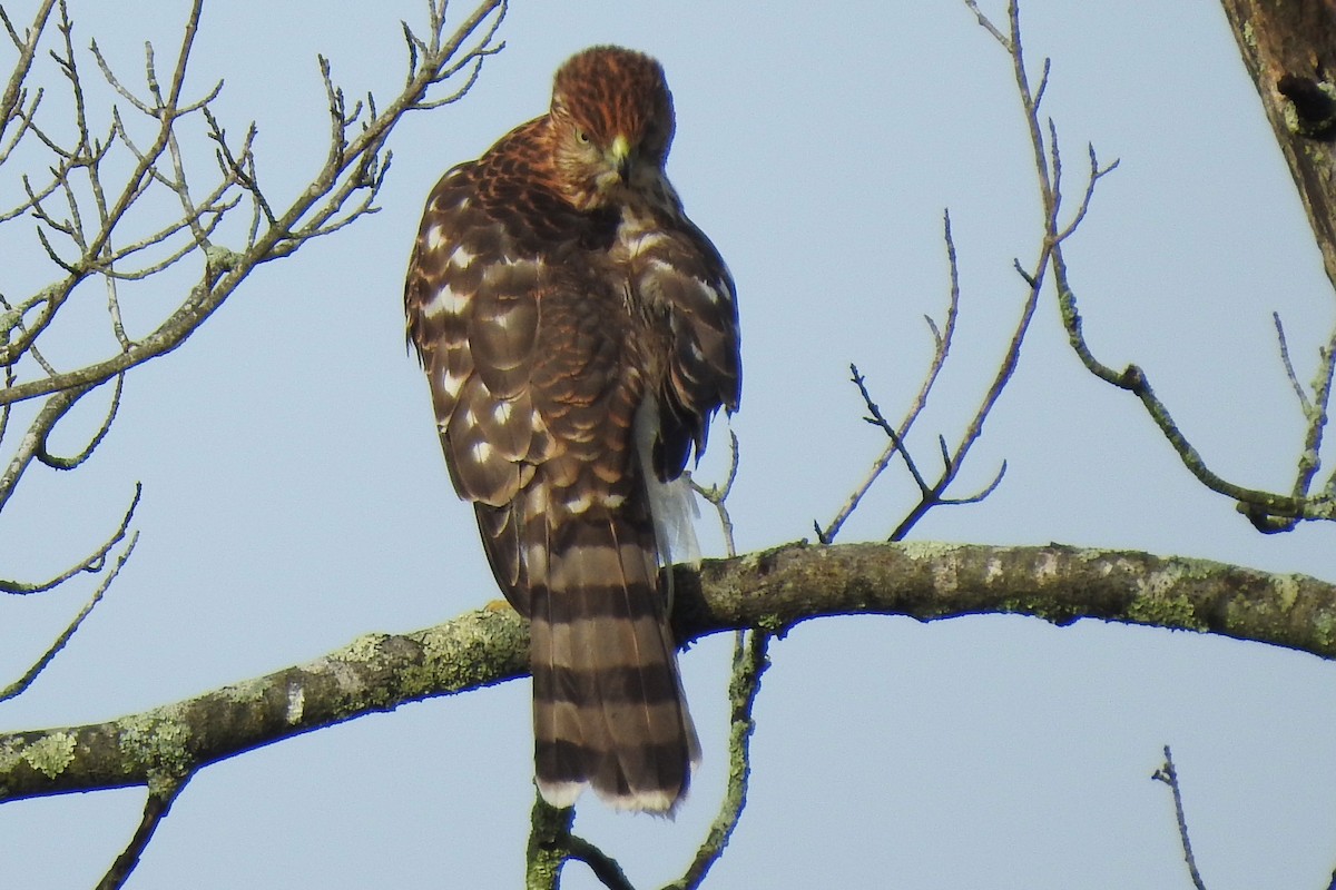 Cooper's Hawk - ML643570300