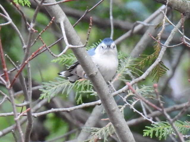 White-breasted Nuthatch - ML643570301