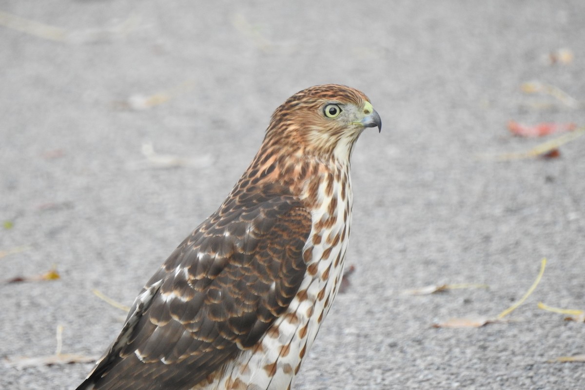 Cooper's Hawk - ML643570302
