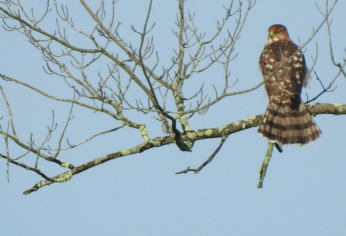 Cooper's Hawk - ML643570303