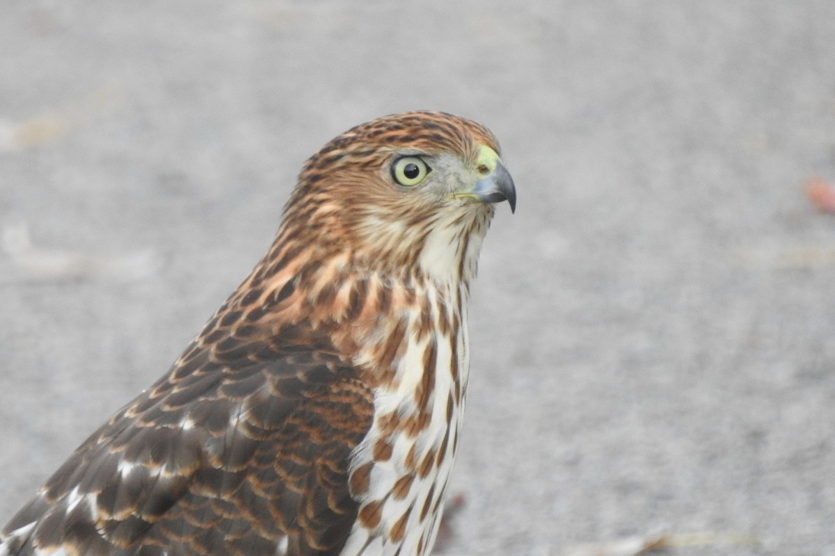 Cooper's Hawk - ML643570304