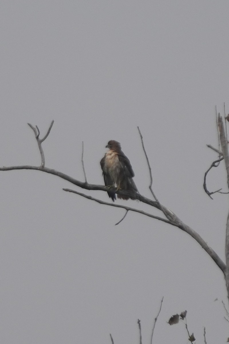 Red-tailed Hawk - ML643570310