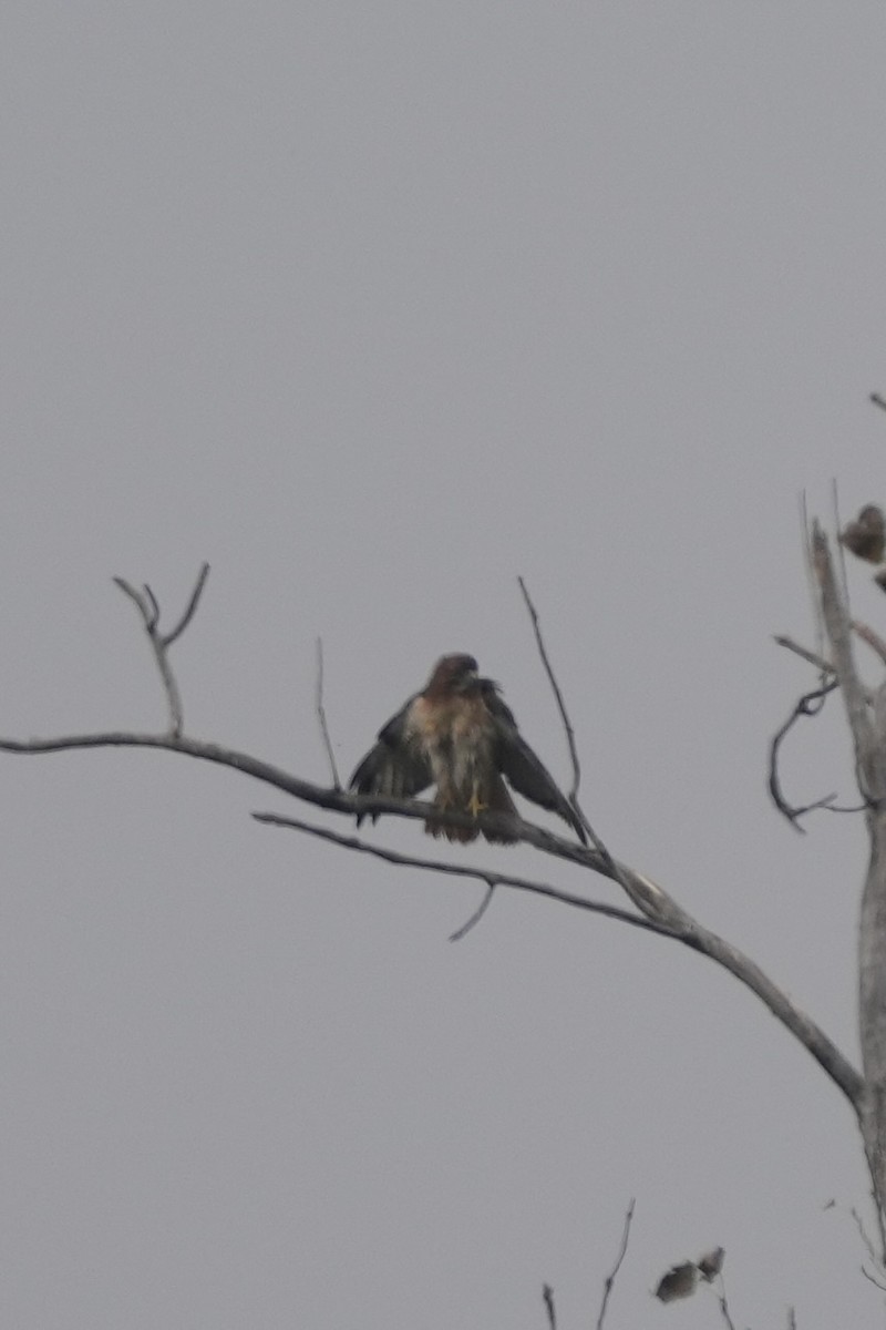Red-tailed Hawk - ML643570311