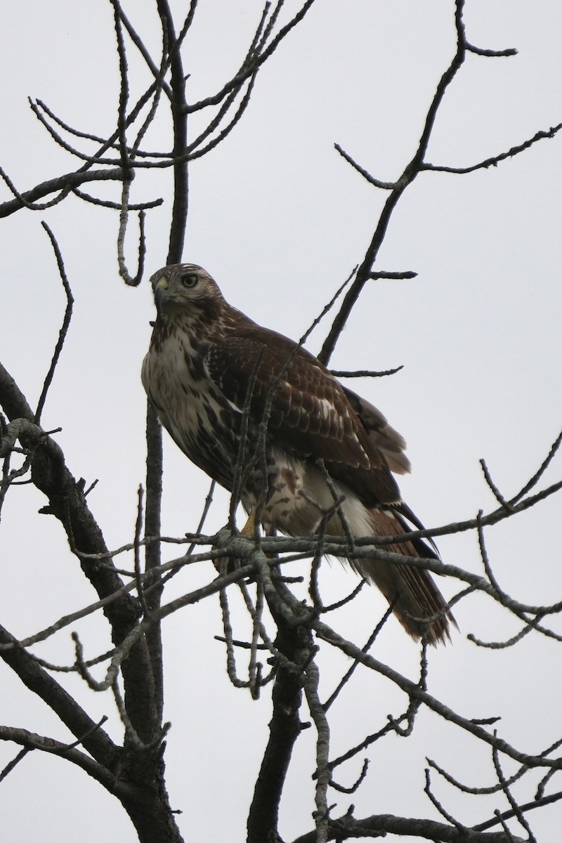 Red-tailed Hawk - ML643570312