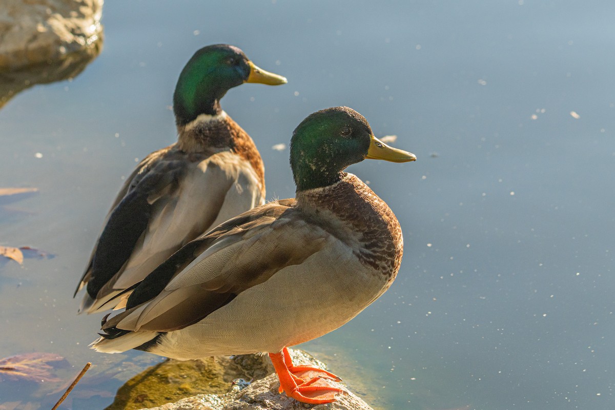 Mallard - ML643570316