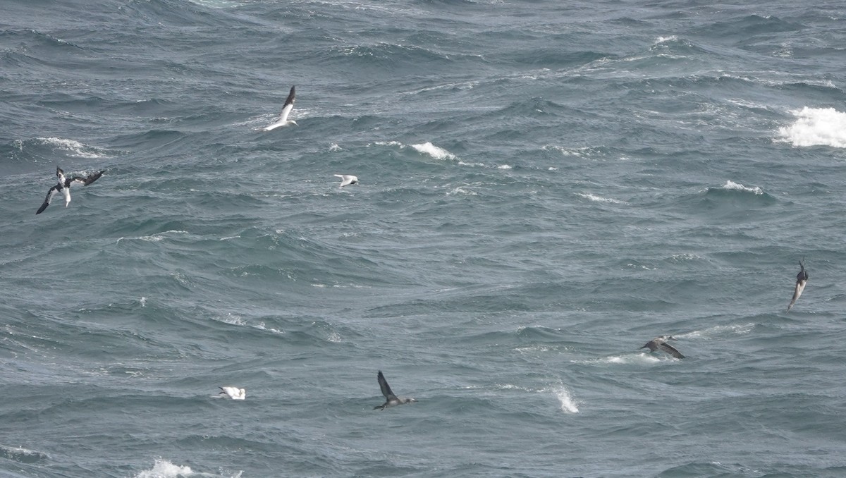 Northern Gannet - ML643570325