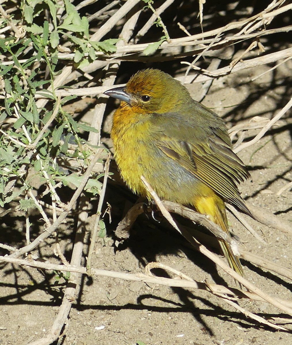 Hepatic Tanager - ML643570334