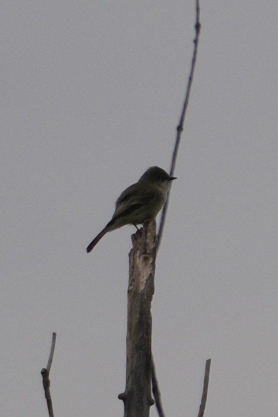 Eastern Phoebe - ML643570342