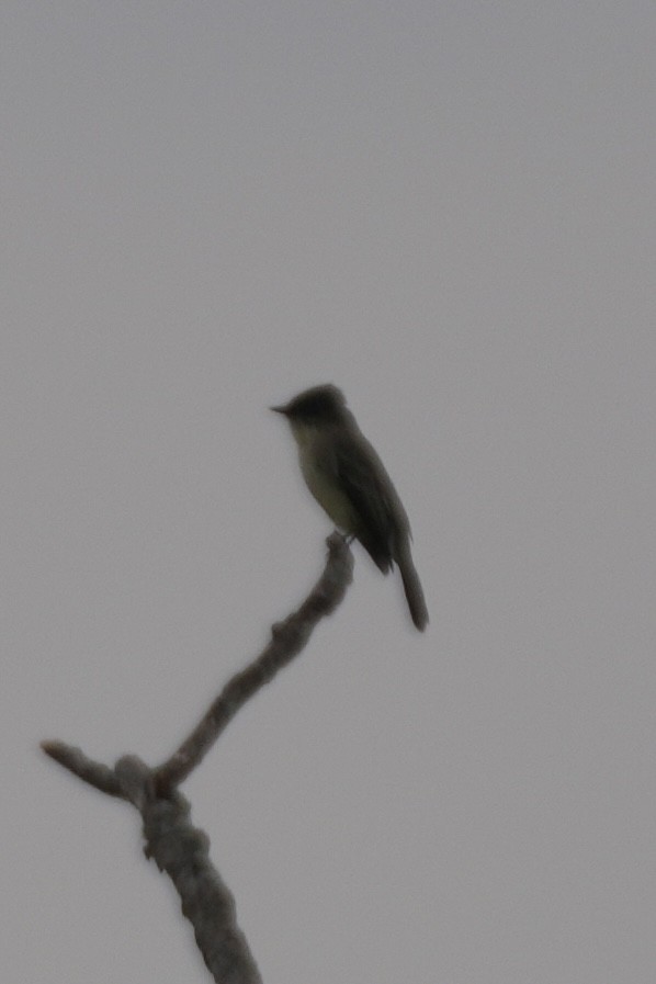 Eastern Phoebe - ML643570343