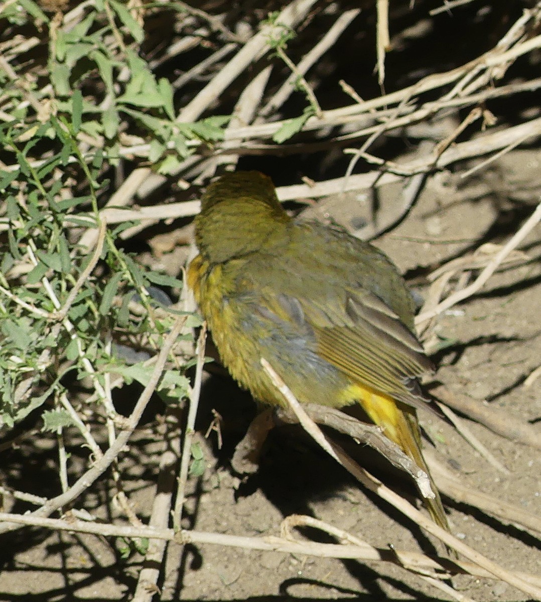 Hepatic Tanager - ML643570345