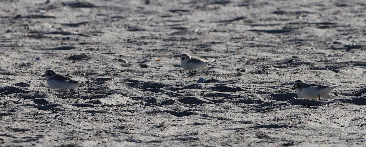 Piping Plover - ML643570347