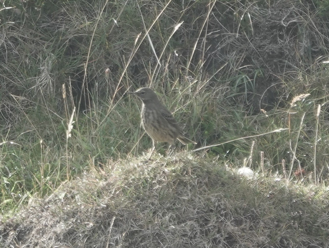 Rock Pipit - ML643570348
