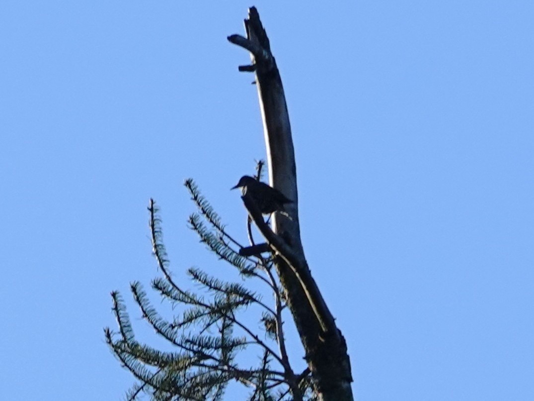 Northern Flicker - ML643570353