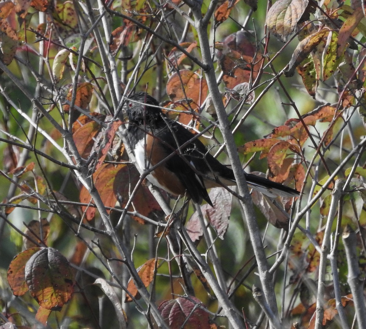 Eastern Towhee - ML643570354