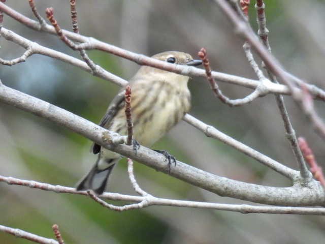 Yellow-rumped Warbler - ML643570372