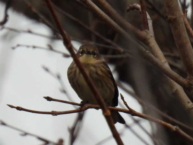 Yellow-rumped Warbler - ML643570373