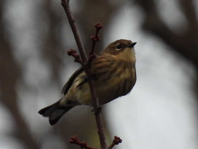 Yellow-rumped Warbler - ML643570374