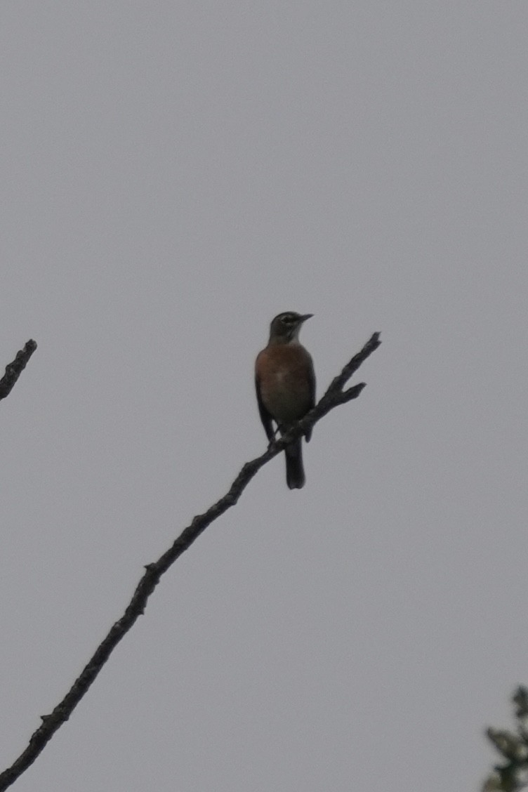 American Robin - ML643570378