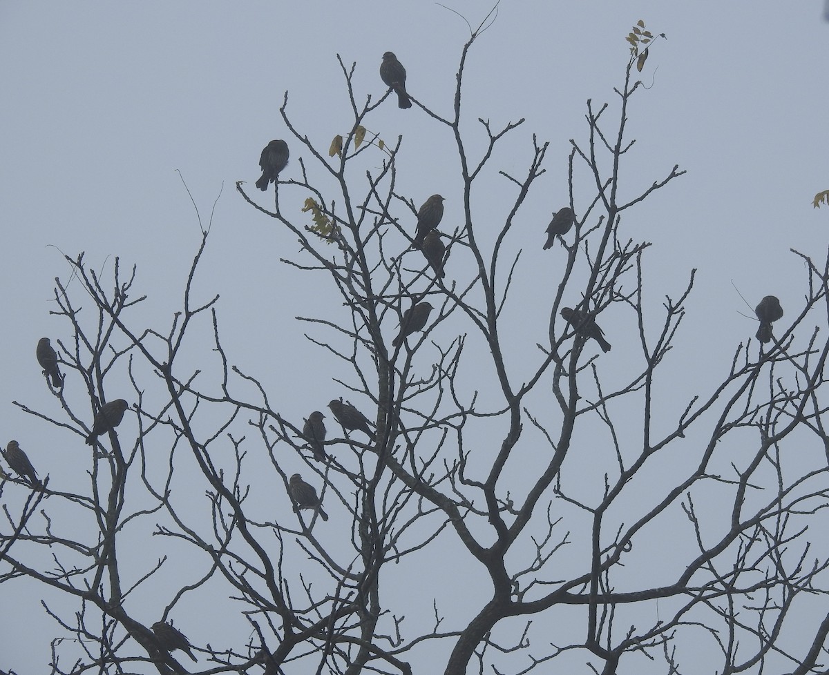 Red-winged Blackbird - ML643570380