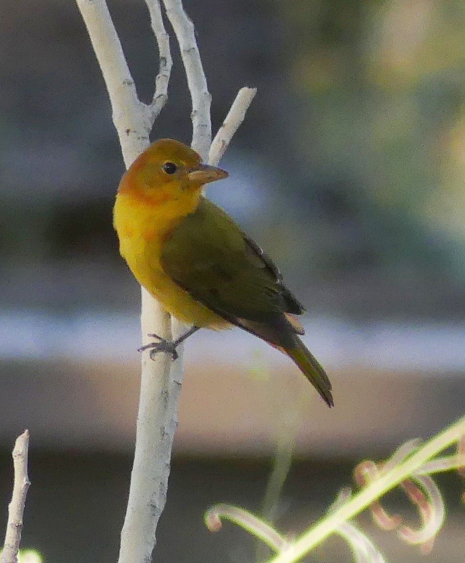 Summer Tanager - ML643570381