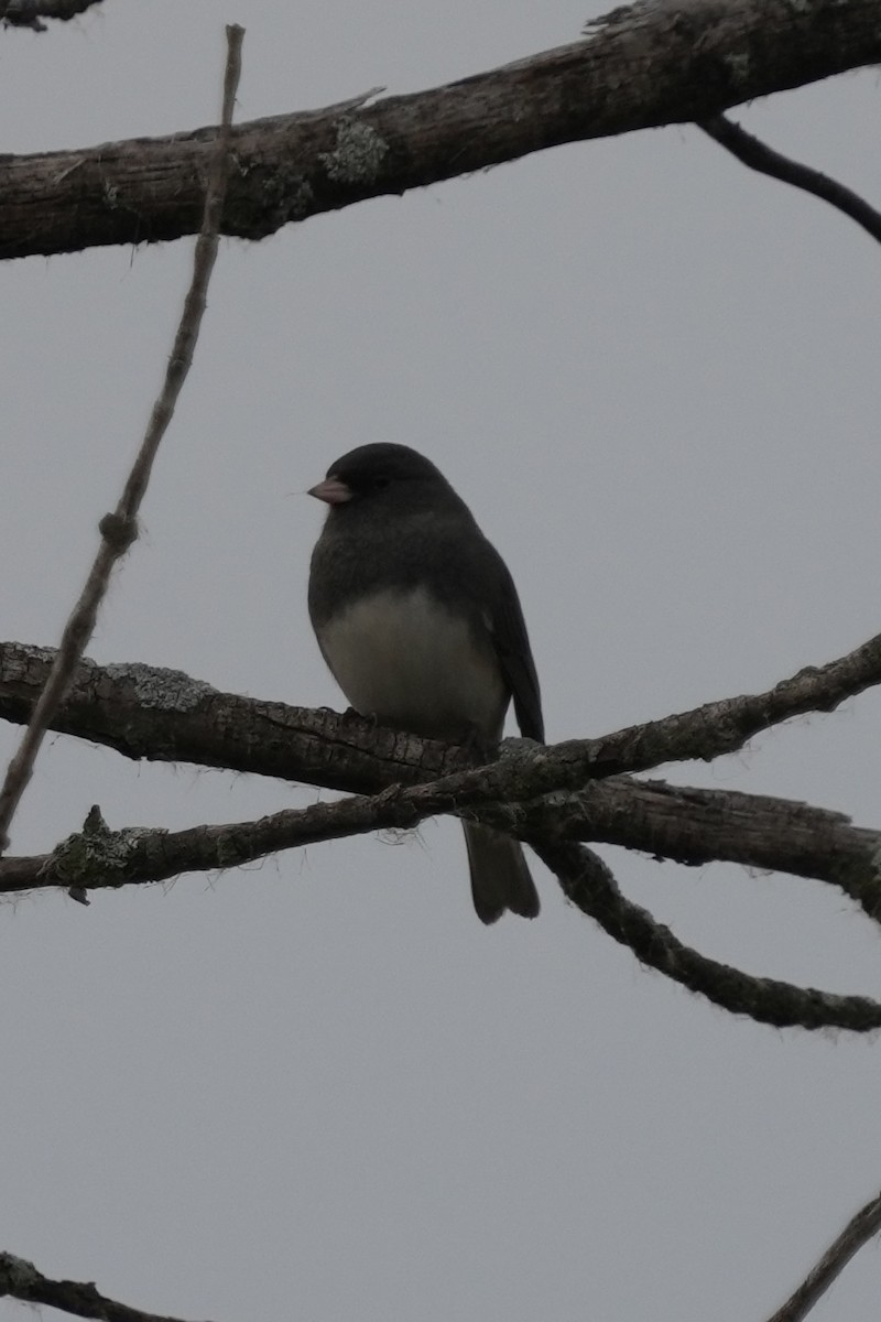 Dark-eyed Junco - ML643570386