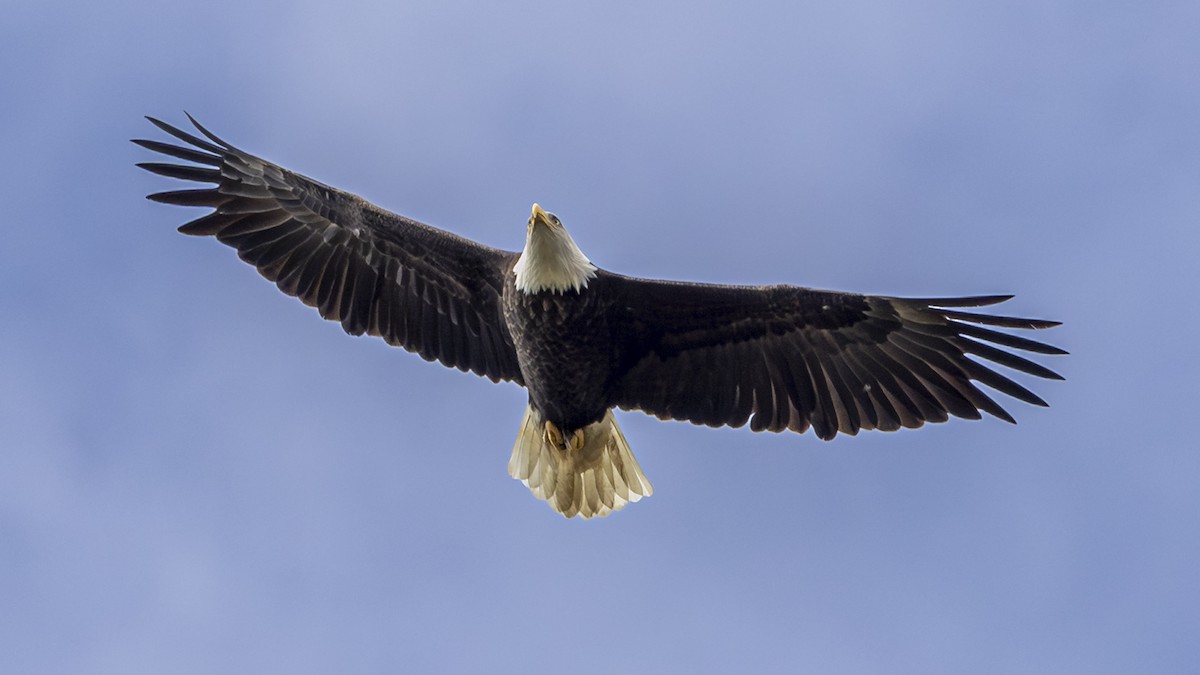 Bald Eagle - ML643570404