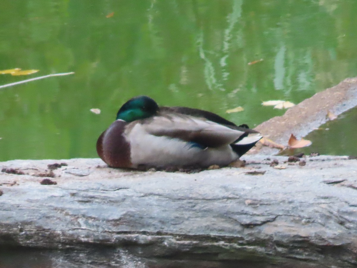 Mallard - ML643570407