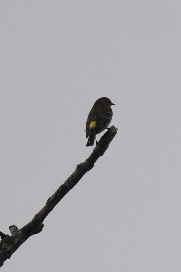 Yellow-rumped Warbler - ML643570408