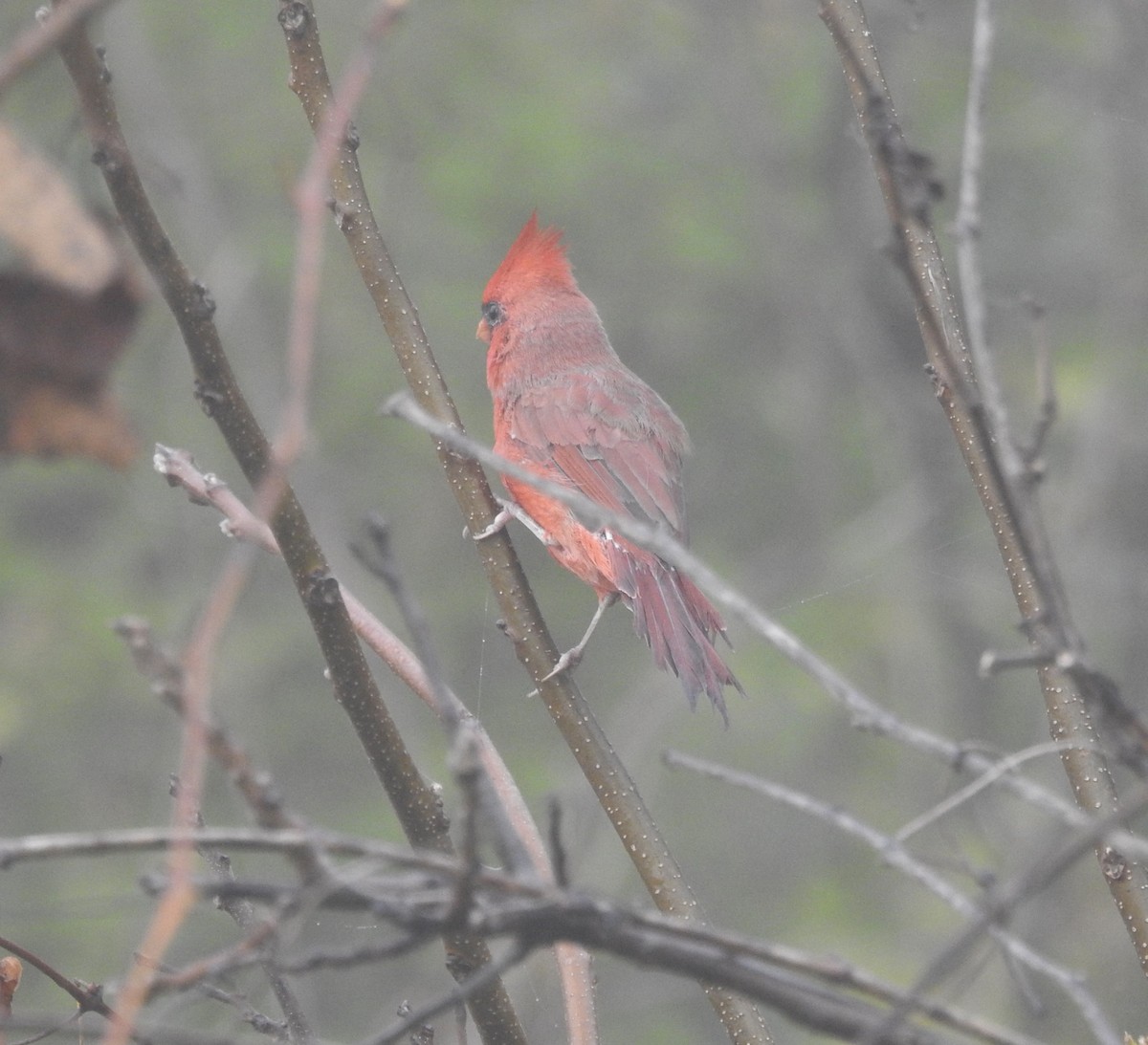 Northern Cardinal - ML643570412