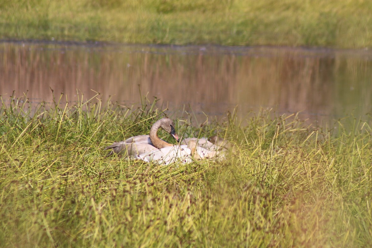 Trumpeter Swan - ML643570418