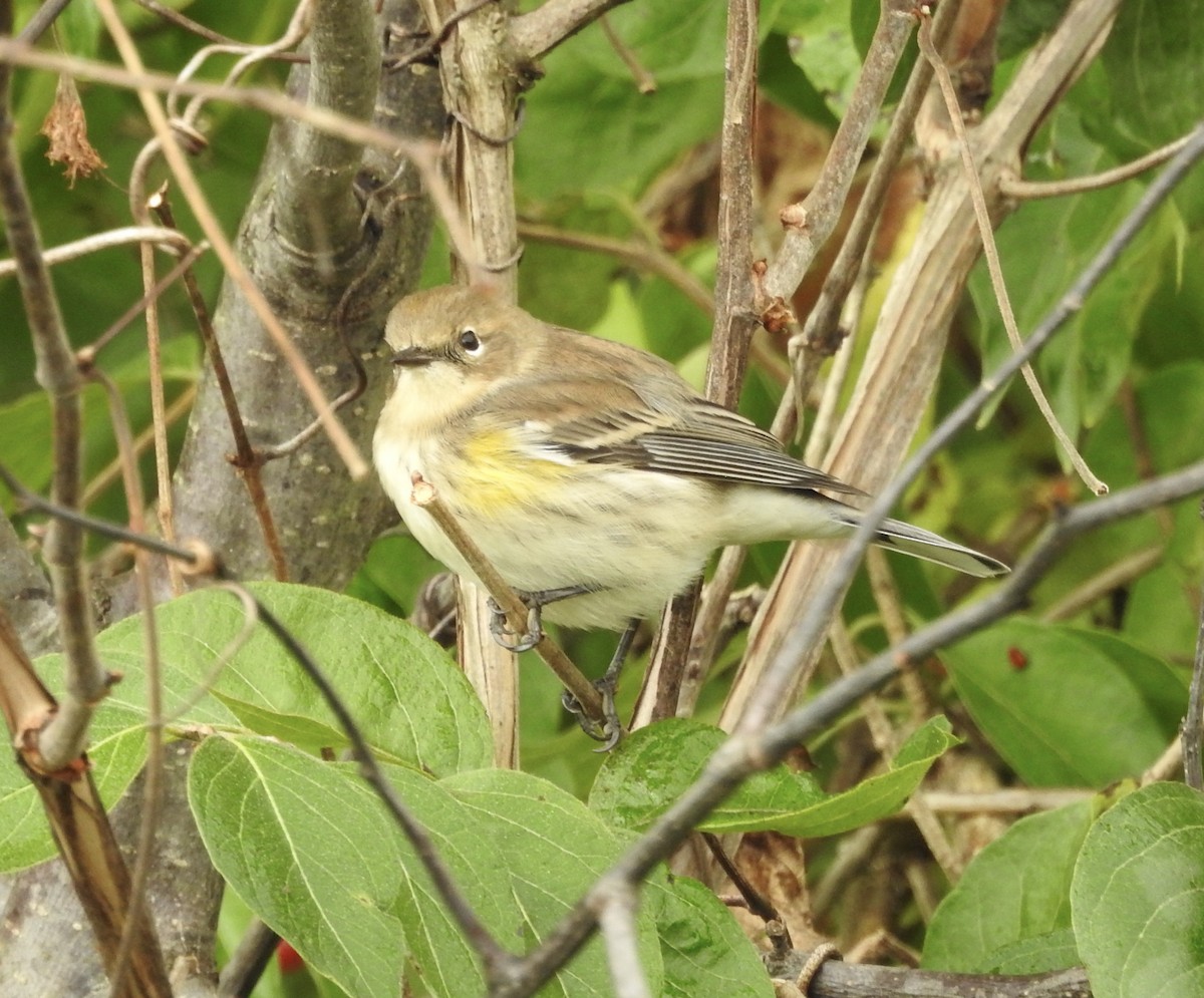 Yellow-rumped Warbler - ML643570451