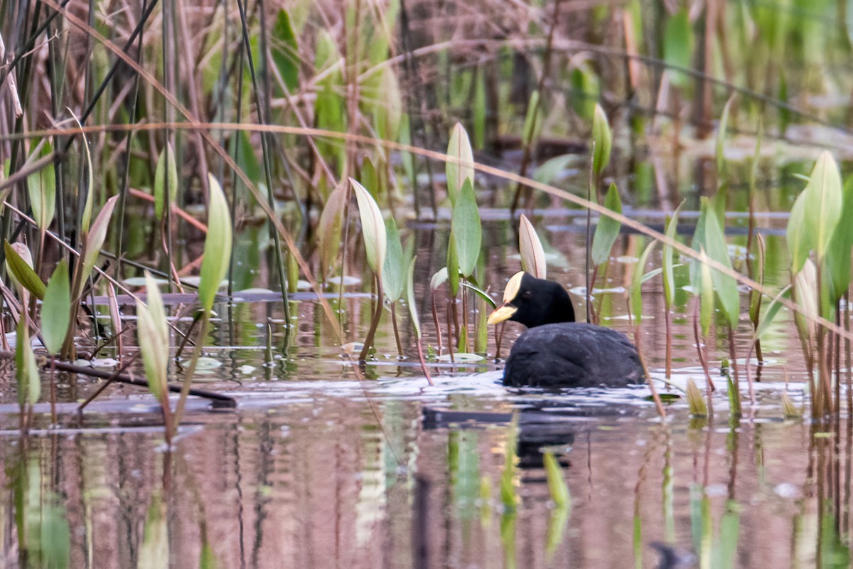 Red-gartered Coot - ML643570458